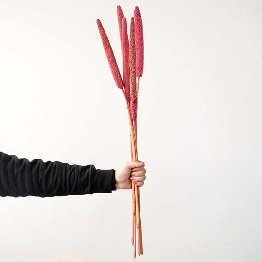 Hand holding a bundle of bright pink dyed dried bulrush cattail stems for creative modern tabletop vase decoration.