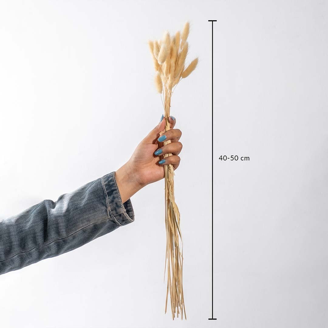 Dried bunny tail grass bunch measuring 40 to 50 cm in beige color hand held to show natural fluffy stem length.