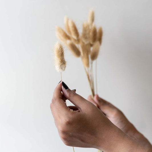 Hands holding natural beige dried bunny tails grass stems for minimalist country style room decoration on white backdrop.