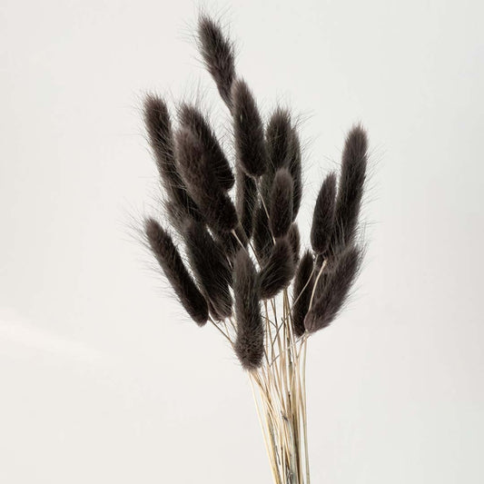 Closeup of black lagurus bunny tail grass preserved natural stems lifestyle floral decor on white background.
