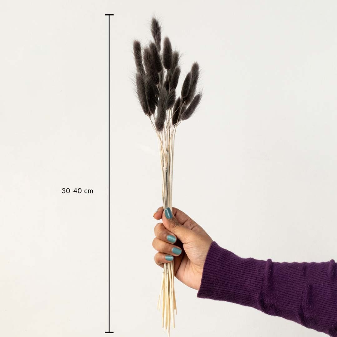 Black lagurus bunny tail grass bouquet 30-40 cm preserved stems lifestyle decor shown with size on white background.