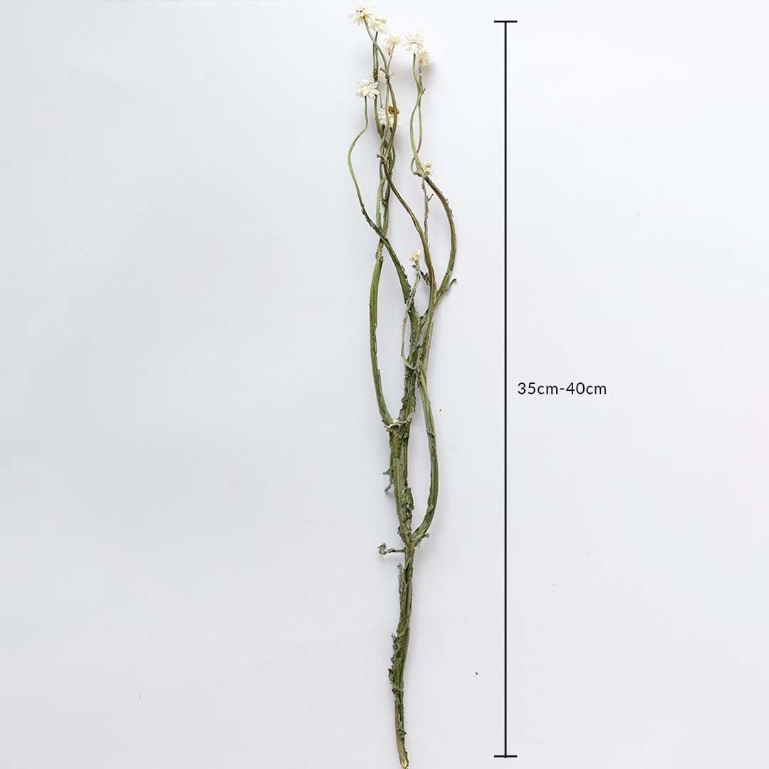 Dried green stem flowers shown with 35cm to 40cm height measurement for accurate placement in decorative arrangements.