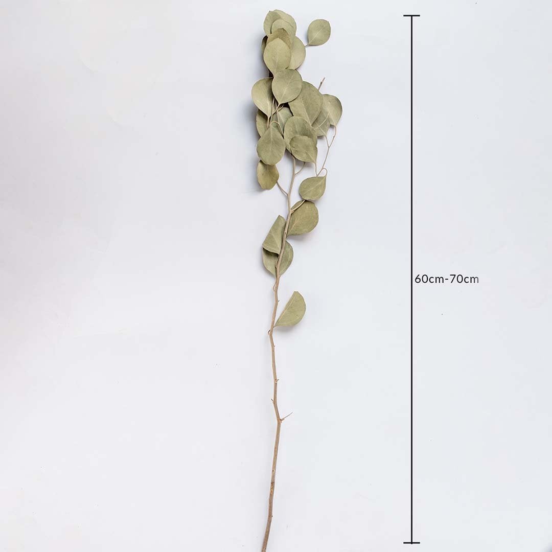 A single long dried stem with rounded leaves displayed on a soft light background measuring 60 to 70 cm in length showing natural botanical texture for elegant interior décor.