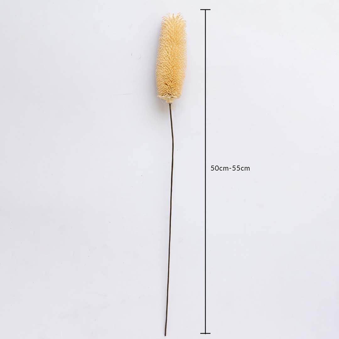 Dried dipsacus thistle stem measured at 90 cm displayed cleanly perfect for earthy boho styling natural home décor and modern organic interior decoration.