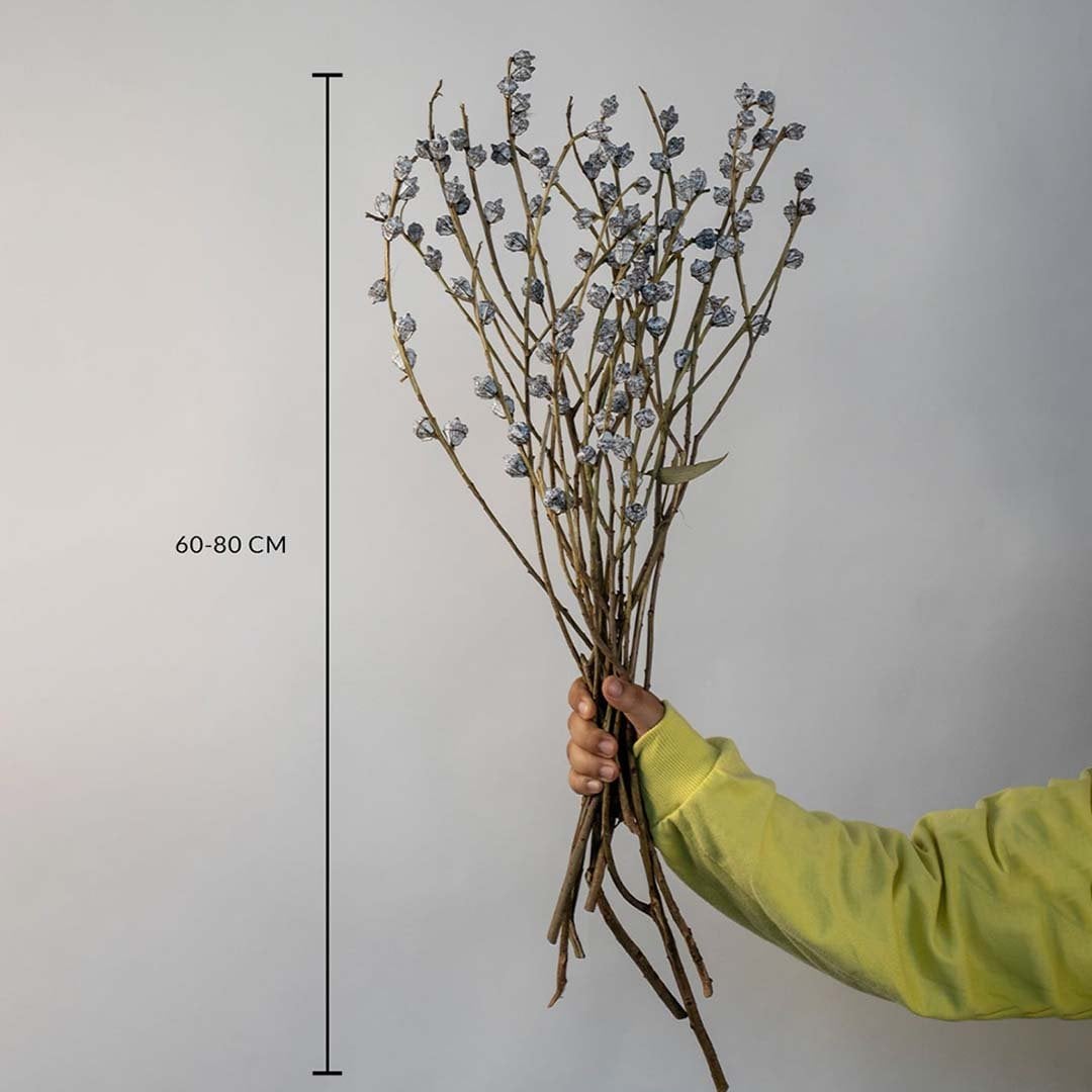 Dried grey berry stems held upright against a white background with clear dimension marking showing a height measurement of 60 to 80 cm giving accurate sizing details.