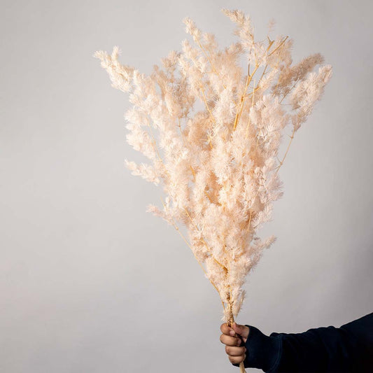 Dried Fern Asparagus - Pink