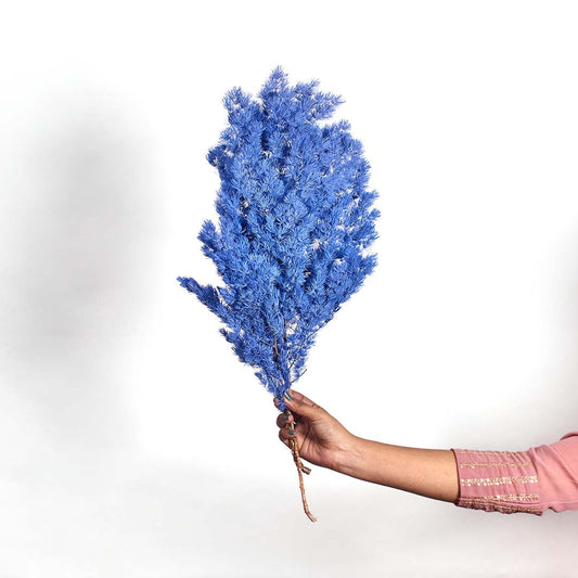Dried Fern Asparagus - Royal Blue