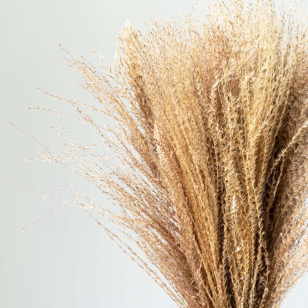 Closeup of fluffy natural beige dried wild grass stalks bouquet for rustic bohemian home vase decor on white background.
