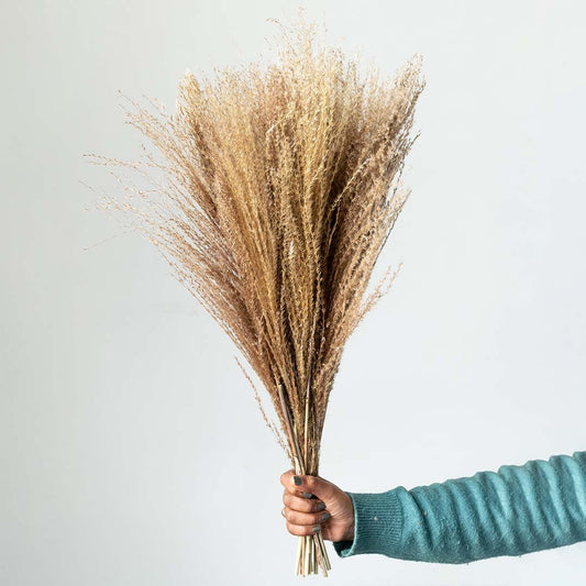 Dried Grass Miscanthus - Brown