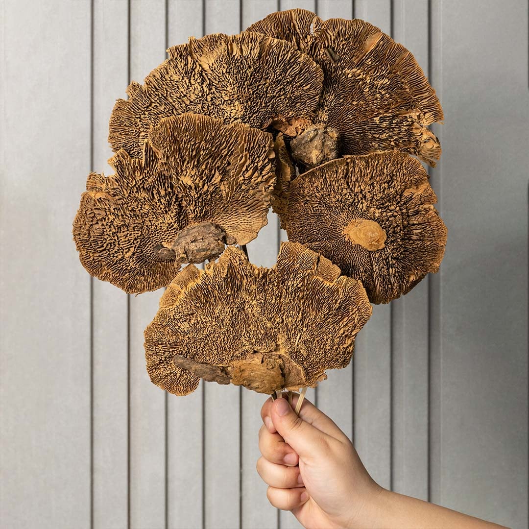 Hand holding a large bundle of natural brown dried shelf mushroom stems against a modern grey textured paneling backdrop.