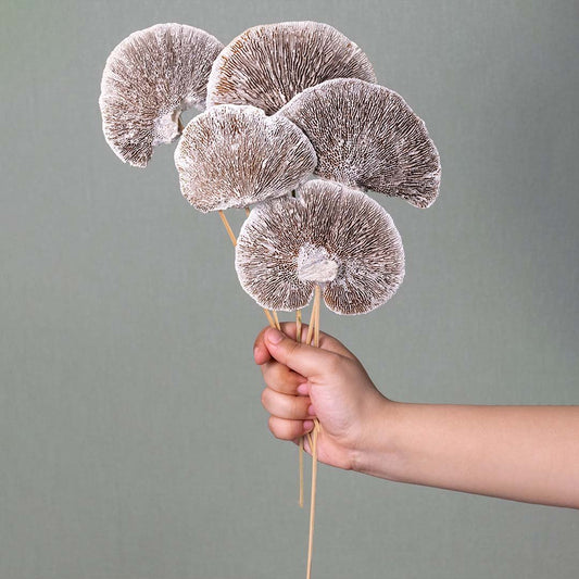 Dried Mushroom Magical White Set of 8