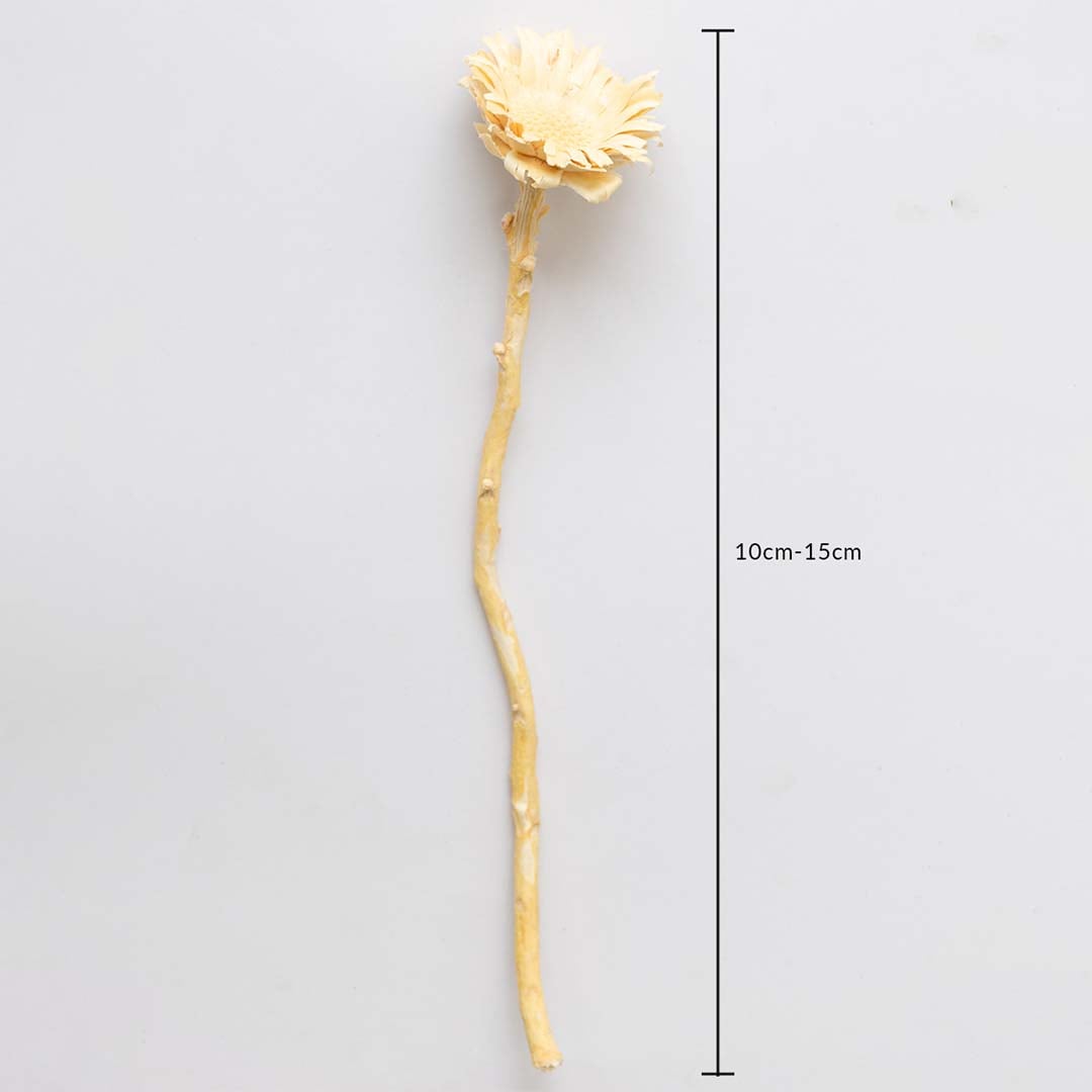 Beige dried wooden flower stem shown with 10cm to 15cm measurement for accurate sizing in decorative styling.