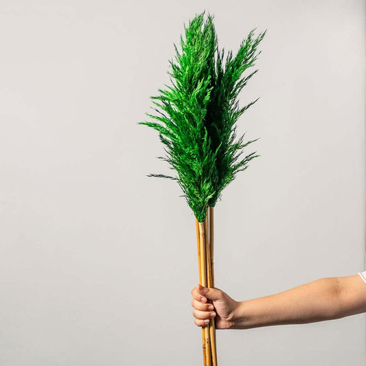 Dried Pampas Grass - Green Set of 5