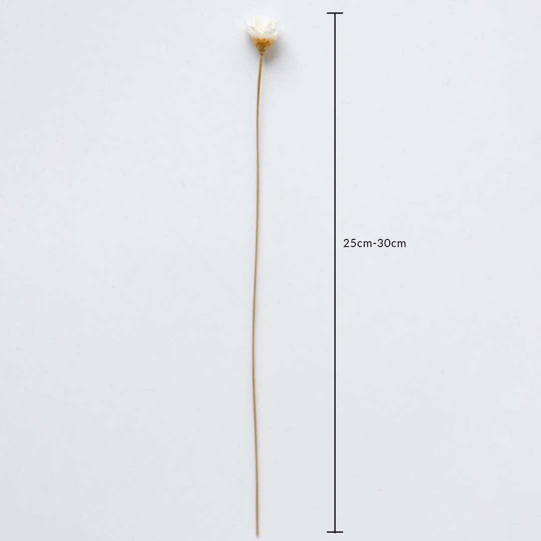 Dried white flower stem shown with 25cm to 30cm height measurement for accurate placement in decorative arrangements.