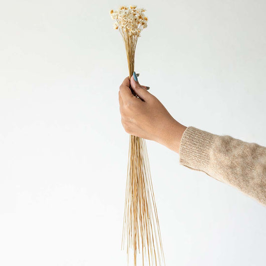 Hand holding a delicate natural beige dried grass stems bunch for minimalist modern bedroom vase decor on white backdrop.