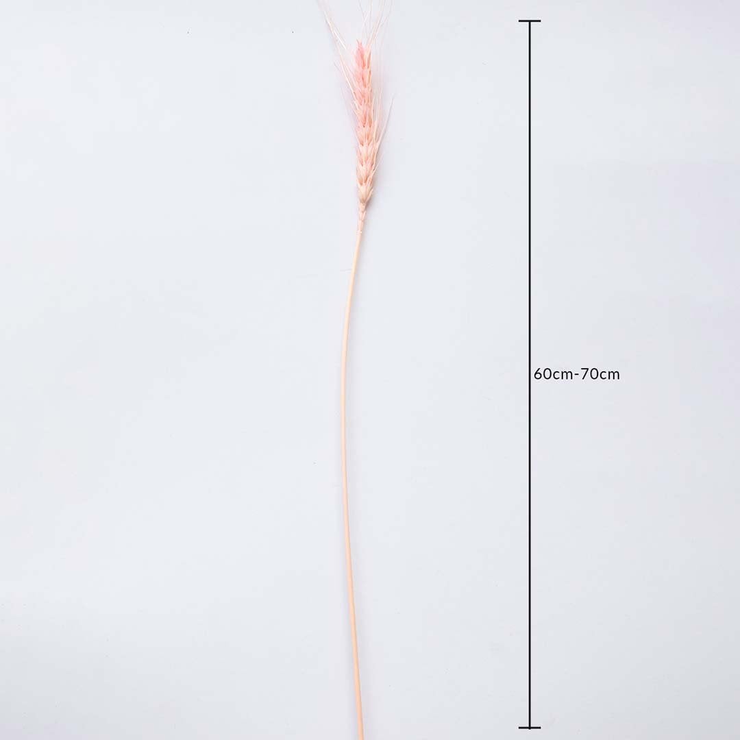 Dried pink wheat stem measured at 60 cm displayed on a white background creating a vibrant fluffy pampas décor accent ideal for boho décor artistic interiors and warm modern styling.