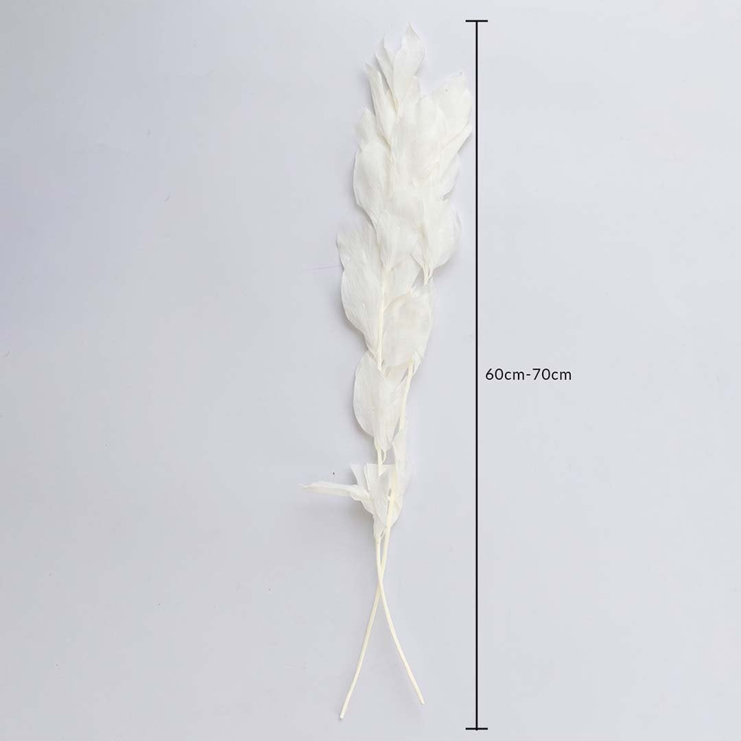 White dried leaf stem 60-70cm length displayed on white background for size dimension natural dried floral home decor.