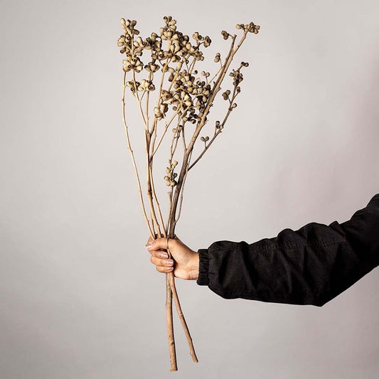 Natural dried brown seed pod stems displayed on a white background showcasing rustic textured botanical decor ideal for vases and modern home styling.