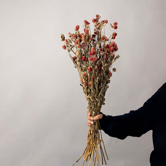 Bundle of red dried flowers with natural stems displayed on white background rustic floral arrangement for home decor.