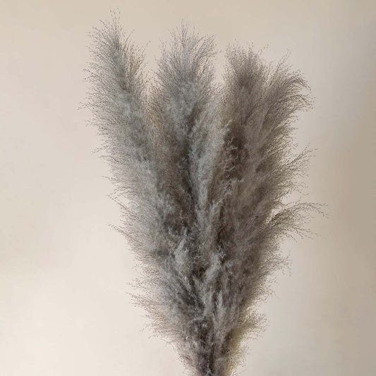 Large Pampas Grass - Light Grey