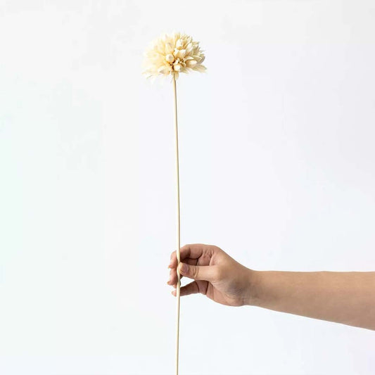 Magnolia Dried Flower - White