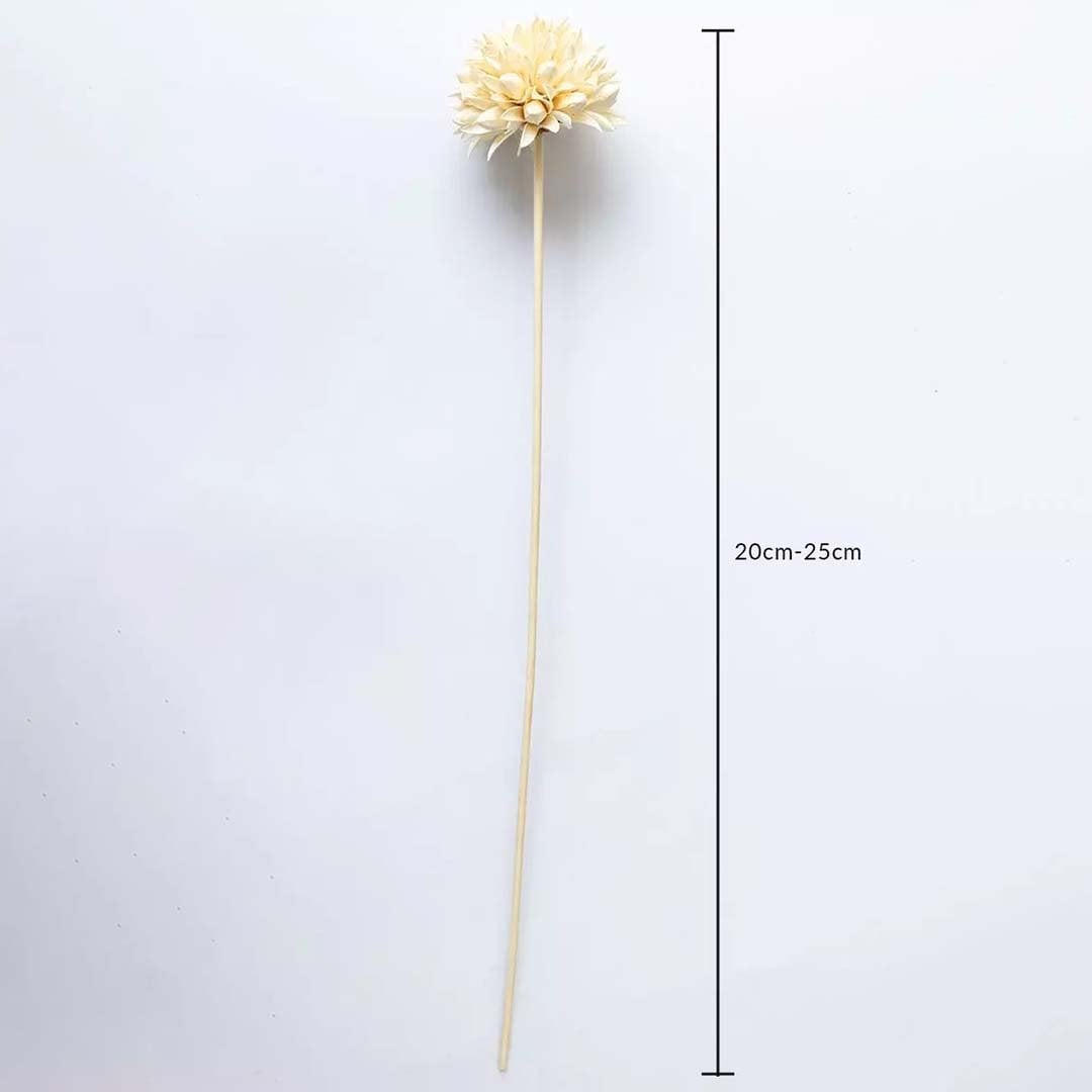 Dried flower arrangement featuring a single cream bloom displayed with a visible height of 35 cm creating a delicate natural décor detail perfect for minimal modern and artistic interiors.