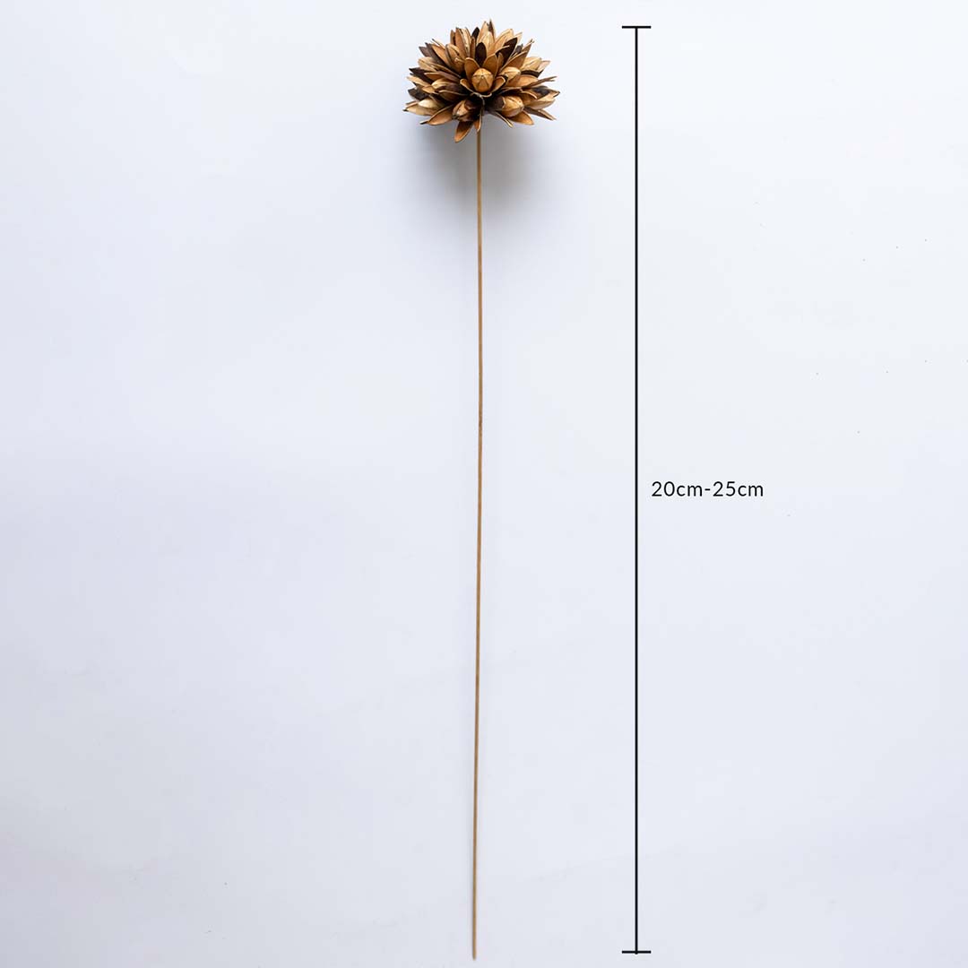 Magnolia Dried Flower - Brown