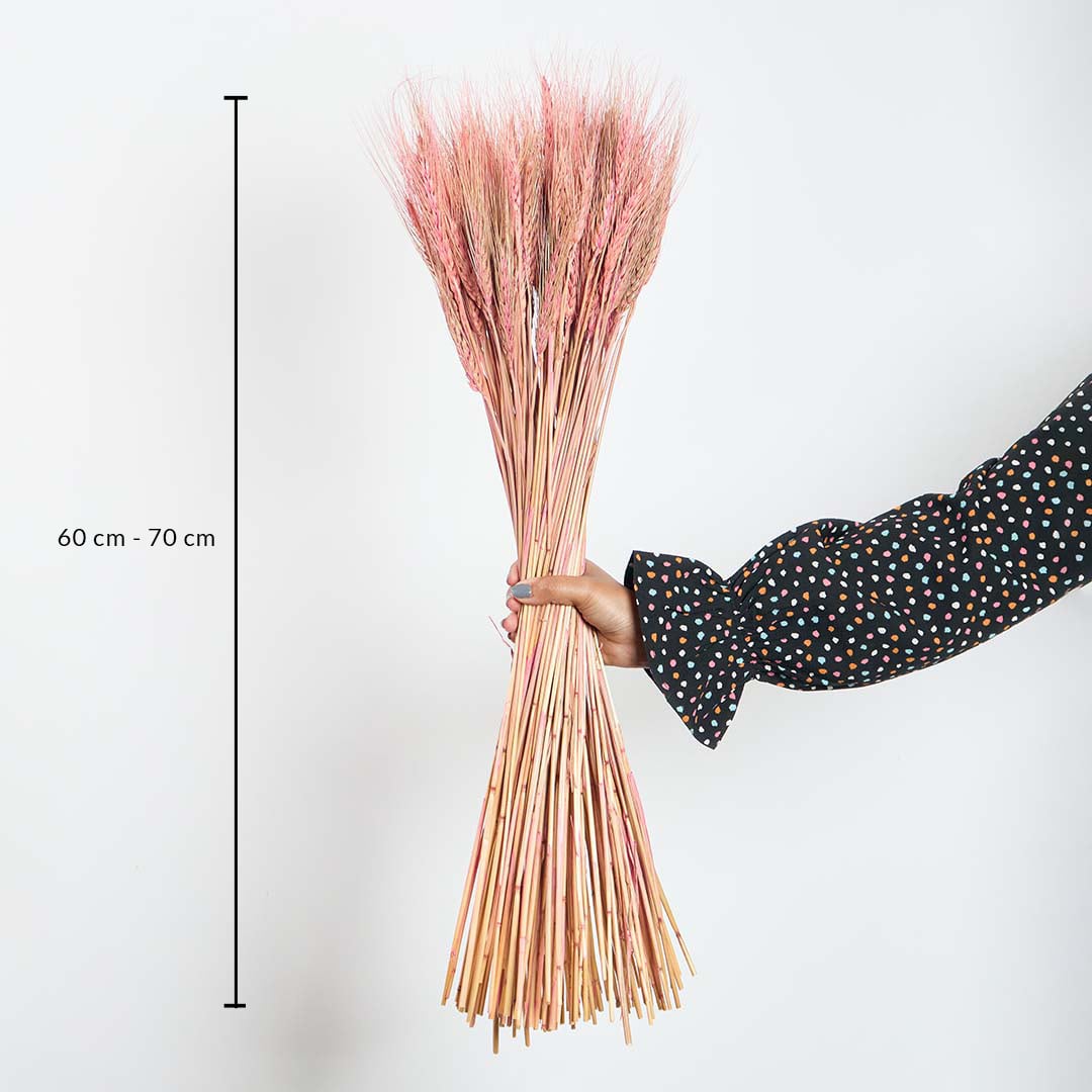 Pink dried wheat bundle 60cm to 70cm height dimension image showing natural preserved grass stems for farmhouse decor style.