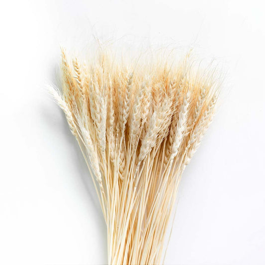 Lush bundle of natural beige dried wheat stalk stems for rustic farmhouse kitchen tabletop vase arrangement on white backdrop.