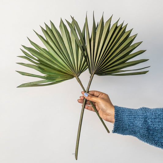 Hand holding two natural green dried palm sun fan leaves for unique bohemian tropical tabletop vase on white backdrop.