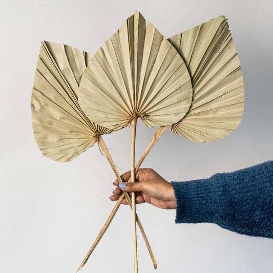 Beige dried palm leaves in clear glass vase on white background highlighting organic texture and neutral tones for decor.