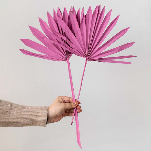 Hand holding two mauve pink dried palm sun fan leaves for chic modern bohemian living room tabletop decor on white backdrop.