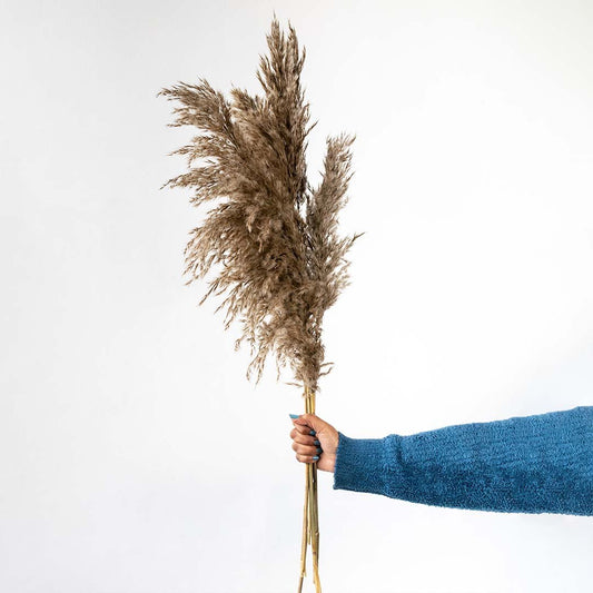 Hand holding dark brown dried pampas grass stems bouquet for rustic moody bohemian room floor vase decoration backdrop.