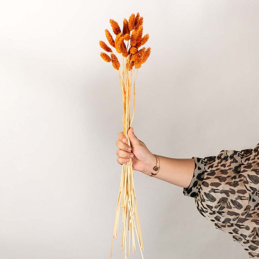 Hand holding bright orange dyed dried bunny tails grass stems bundle for cozy seasonal autumn tabletop vase styling.
