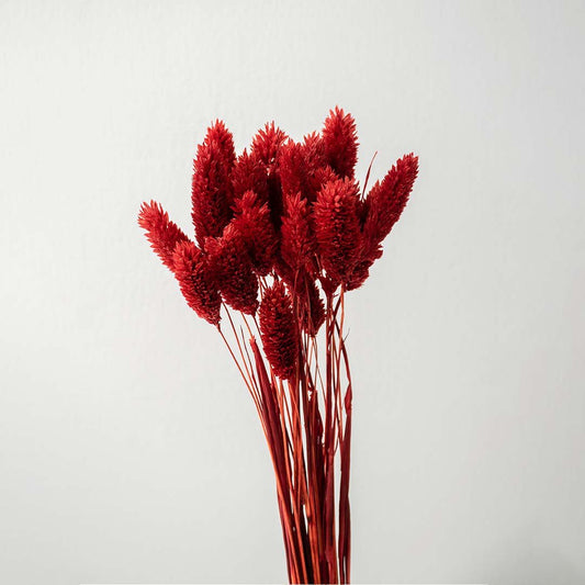 Phalaris Dried Grass - Red