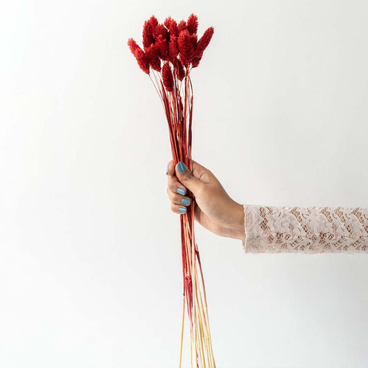 Red lagurus dried bunny tail grass preserved stems lifestyle floral arrangement on plain white background display.
