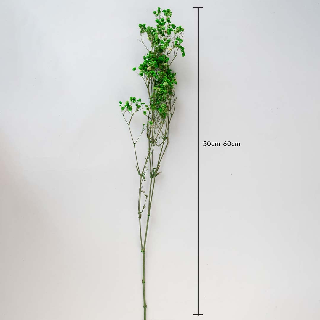 Green dried gypsophila stem on a white background with 50 to 60cm height shown for decorative home use.