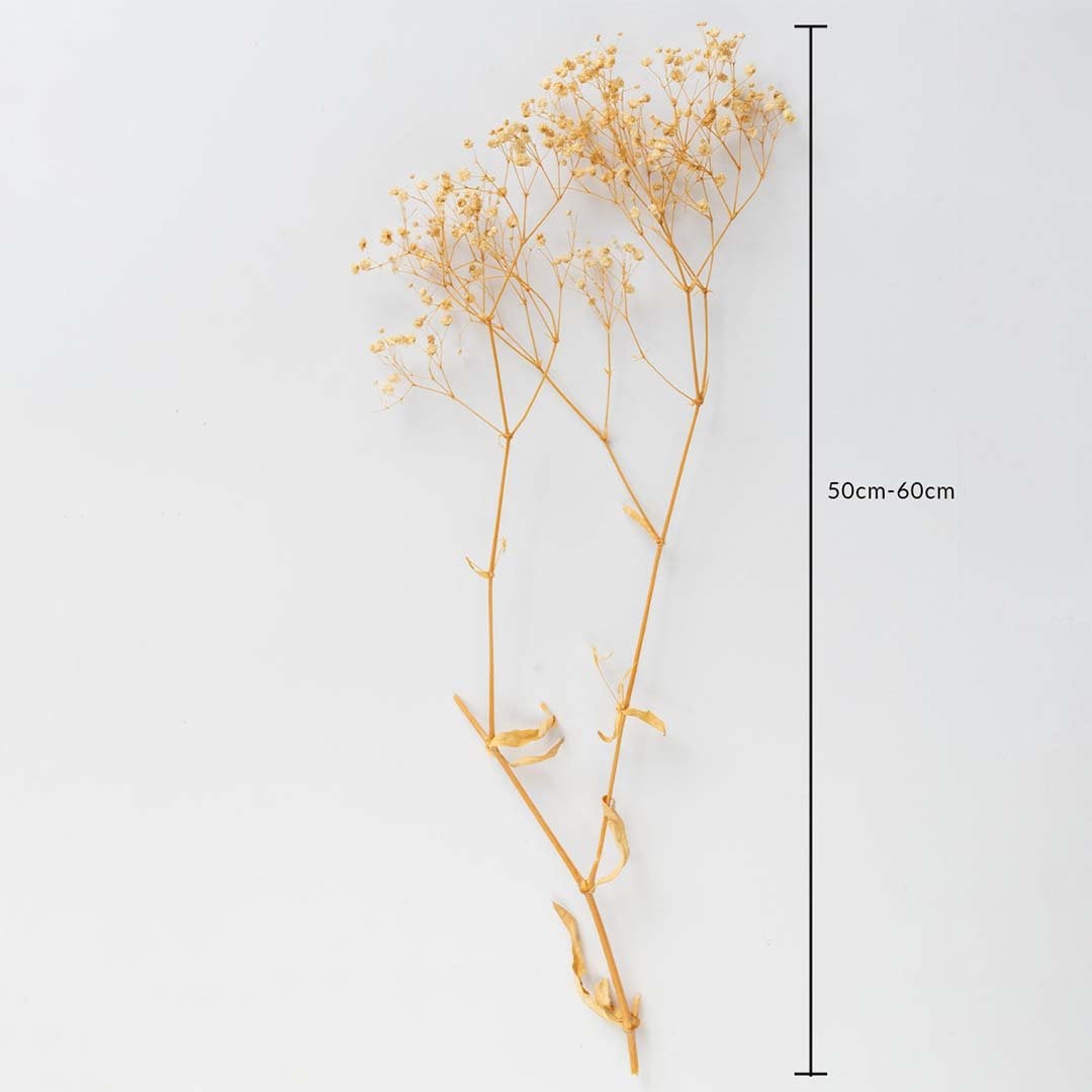 Golden dried gypsophila stem 50-60cm length displayed on white background for size dimension dried floral home decor.