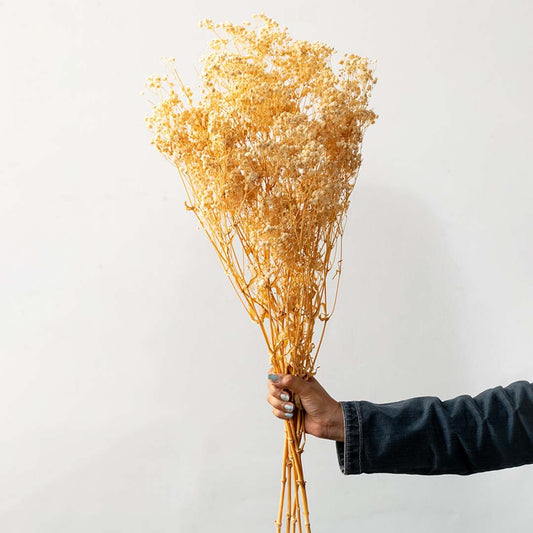 Hand holding a mustard yellow dried caspia flower bouquet bundle for warm rustic farmhouse vase display on white backdrop.