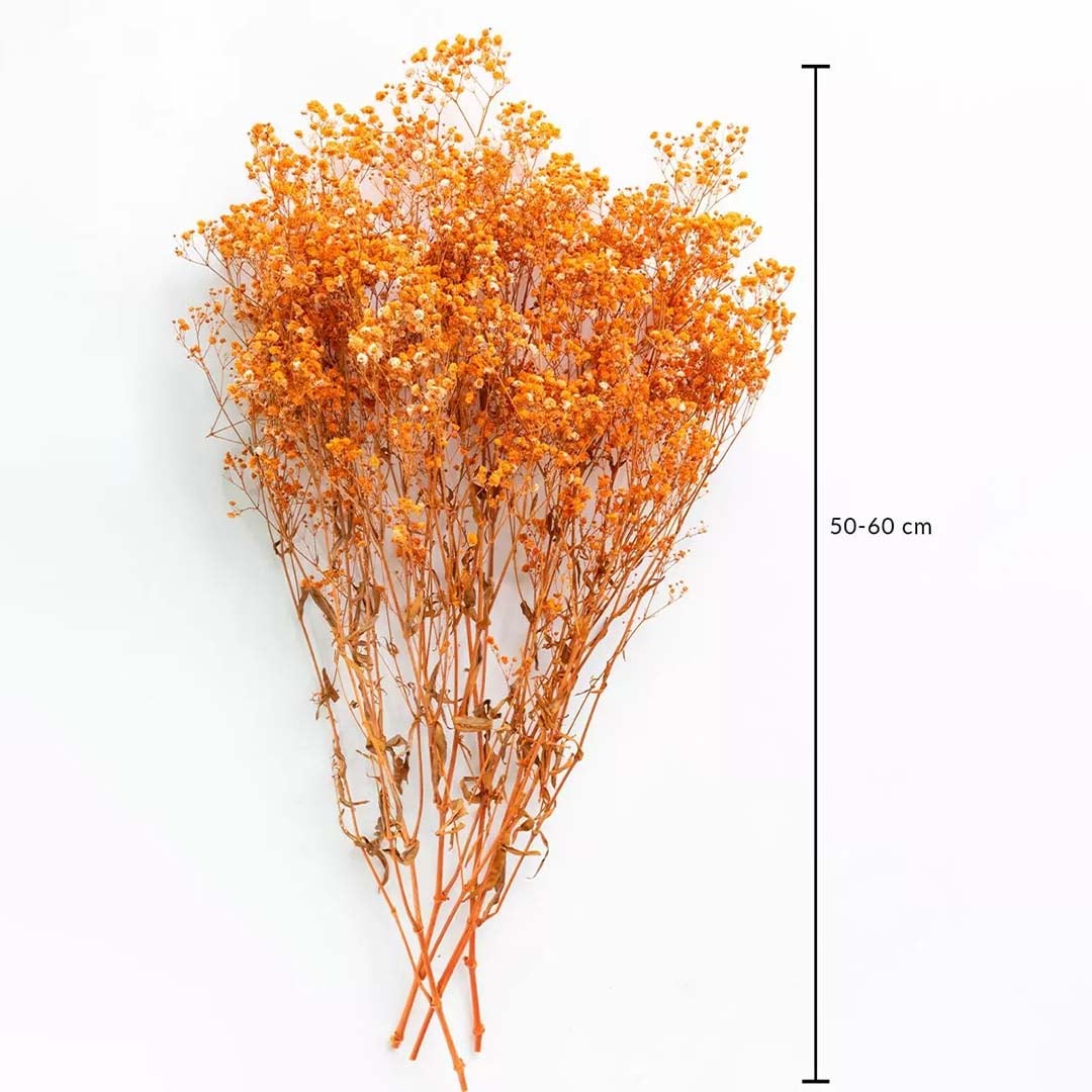 Orange dried gypsophila bunch on a white background with 50 to 60cm height shown for vibrant decorative home use.
