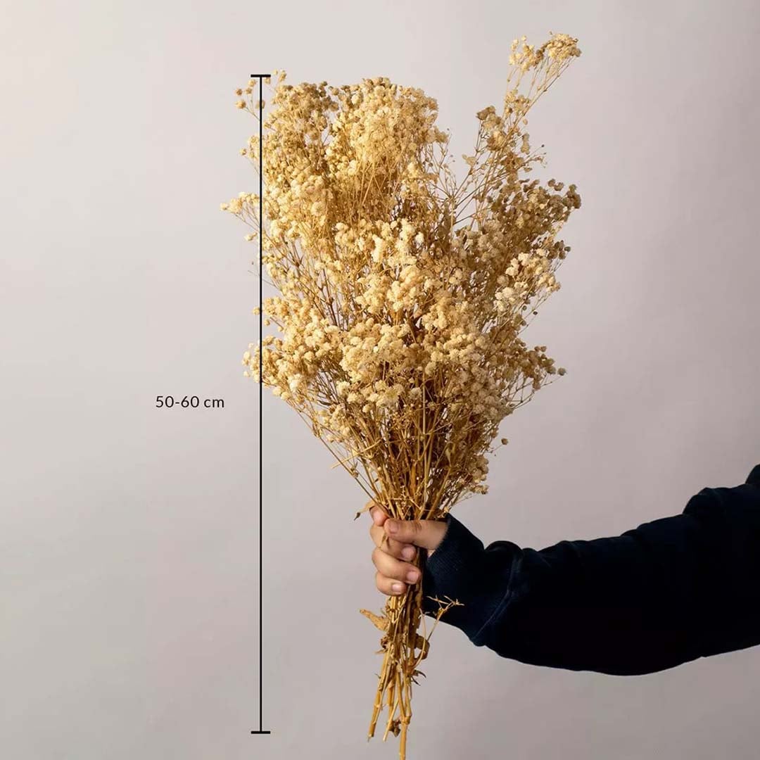 Fluffy cream yellow dried flower bouquet height measurement chart photo for elegant bohemian home decor on white background.