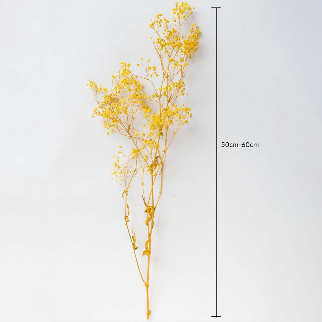 Yellow dried gypsophila stem 50-60cm length shown on white background for size dimension natural dried flower decor.