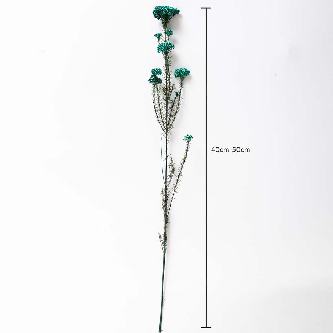 Green dried statice flower stem 40-50cm length displayed on white background for size dimension dried floral decor.