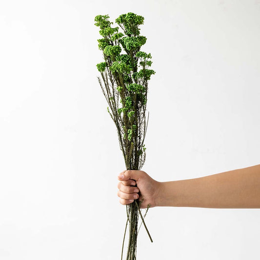 Hand holding a bundle of bright green dried wildflower stems for vibrant modern tabletop vase display on white backdrop.