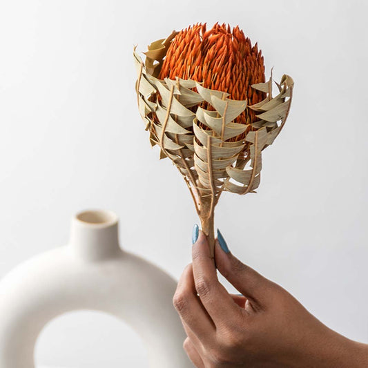 Round Ball Banksia Flower - Orange
