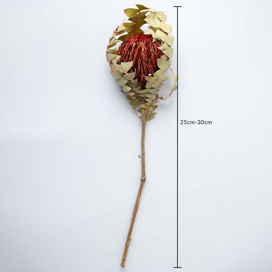 Dried protea stem on a white background with a clear 25 to 30 cm height indicator for accurate size reference.