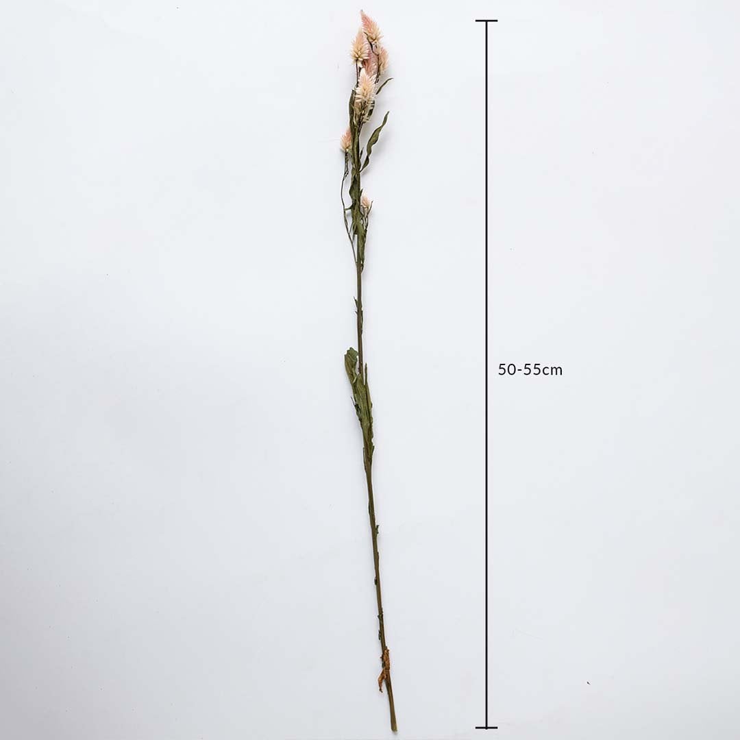 Dried flower featuring a long single stem shown with a height of 40 cm displayed on a clean background creating a minimal natural décor accent ideal for modern and simple styling.