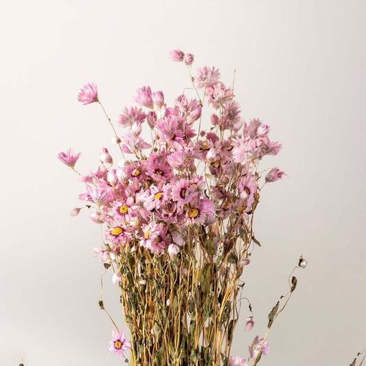 Closeup of pink dried flowers arranged together creating a fuller dense grouping that highlights the rich textures and natural tones in one frame.