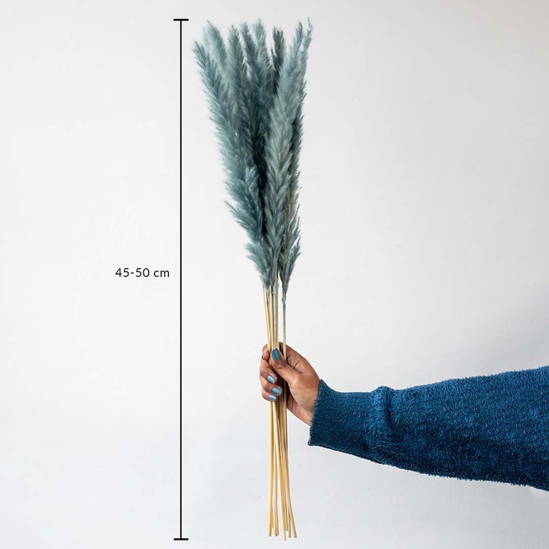 Blue pampas grass bunch 45 to 50 cm natural dried stems for vase arrangements and modern home decoration.