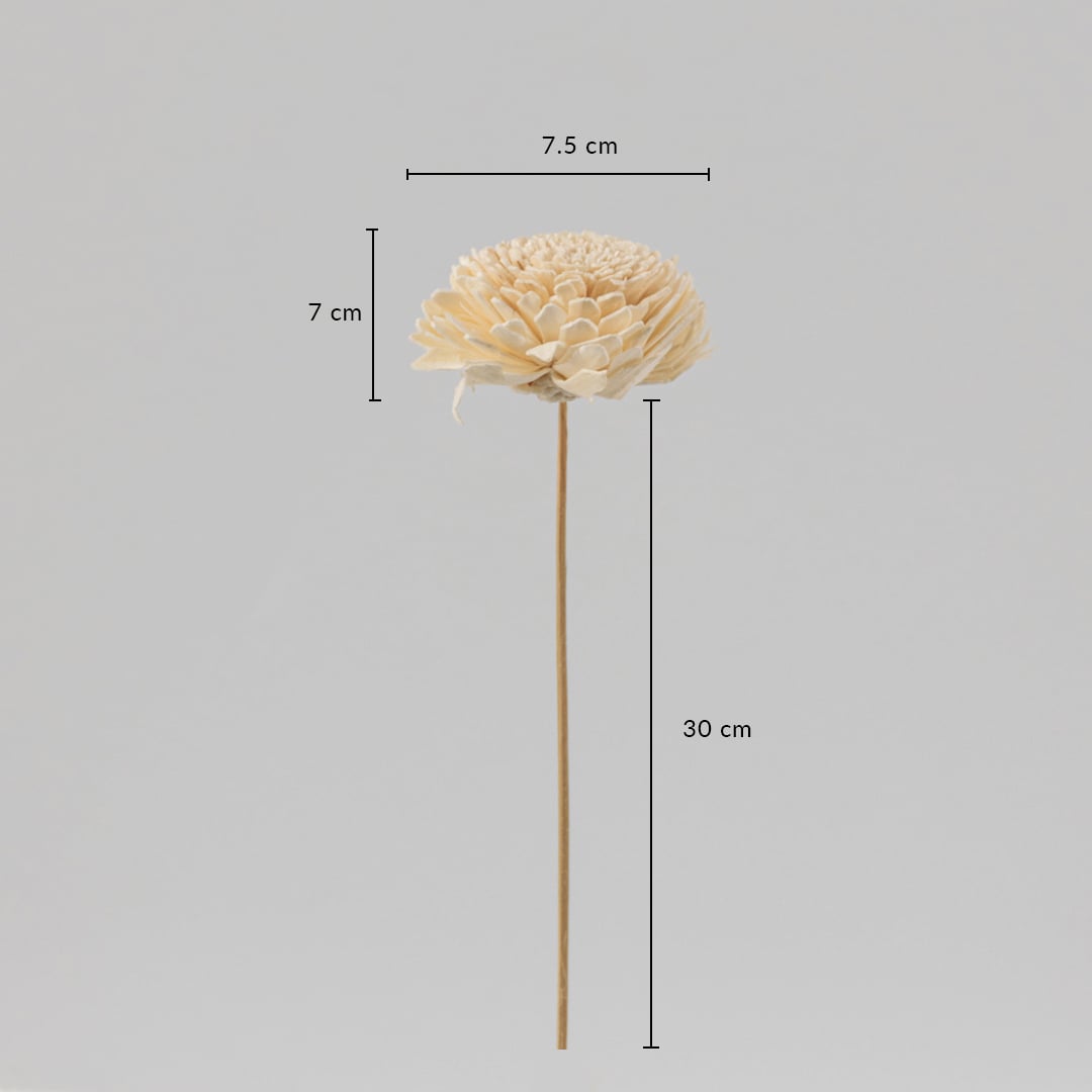 Cream sola flower stick dimensions 30 cm stem with 7.5 cm bloom is an artificial decorative flower for events and home styling.
